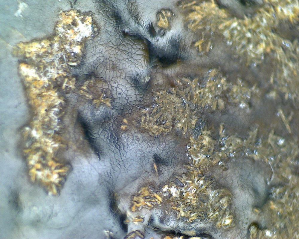 元代青花 葫芦叶 点彩 盖罐