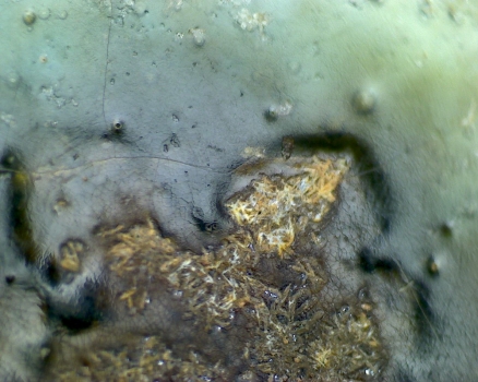 元青花 黑褐色斑 渔网纹与土沁 显微照片（ 鱼子纹 蛇皮纹 ）