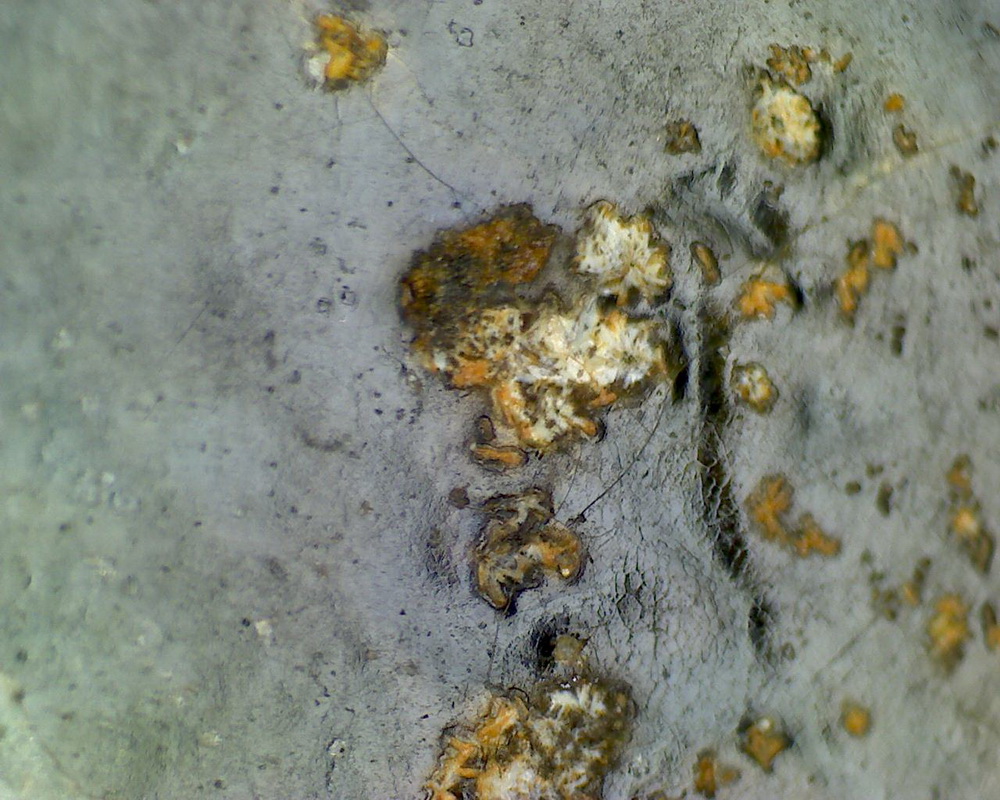 元青花 黑褐色斑 渔网纹与土沁 显微照片（ 鱼子纹 蛇皮纹 ）