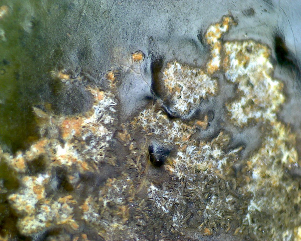 元青花 黑褐色斑 渔网纹与土沁 显微照片（ 鱼子纹 蛇皮纹 ）