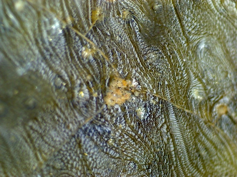 古陶瓷 汉代 晋代 三国 隋代  唐代 青瓷 网格纹 耳系 显微图片