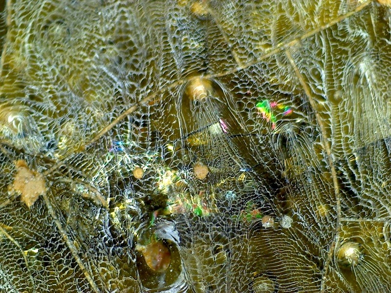 古陶瓷 汉代 晋代 三国 隋代  唐代 青瓷 网格纹 耳系 显微图片