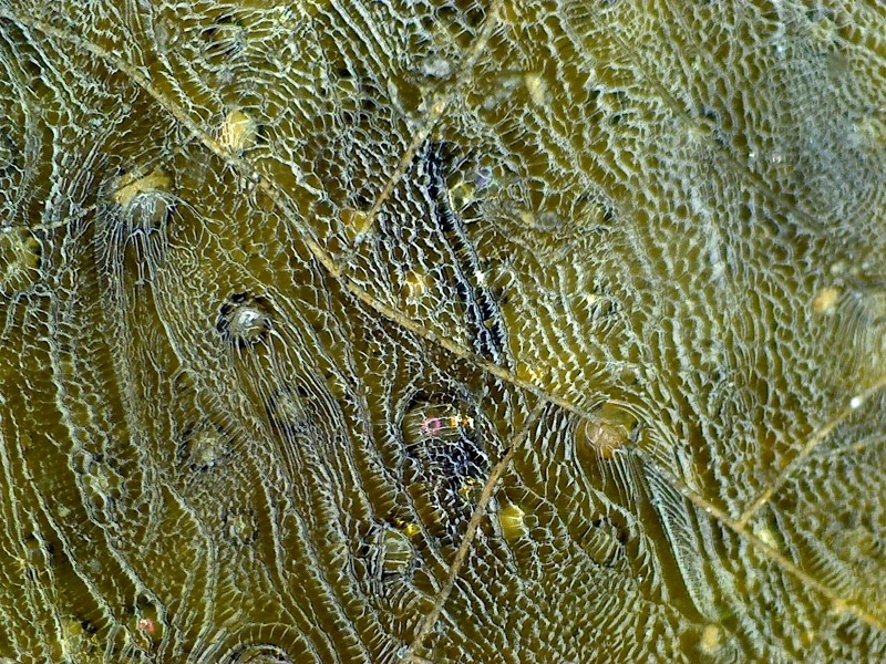 古陶瓷 汉代 晋代 三国 隋代  唐代 青瓷 网格纹 耳系 显微图片