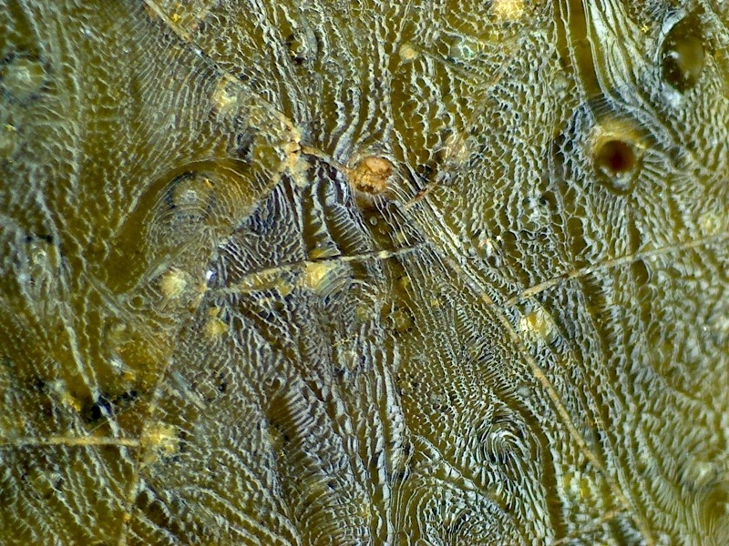 古陶瓷 汉代 晋代 三国 隋代  唐代 青瓷 网格纹 耳系 显微图片