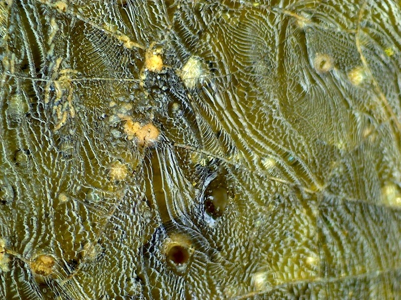 古陶瓷 汉代 晋代 三国 隋代  唐代 青瓷 网格纹 耳系 显微图片