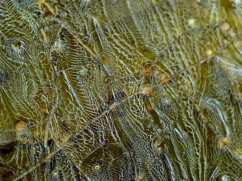 古陶瓷 汉代 晋代 三国 隋代  唐代 青瓷 网格纹 耳系 显微图片