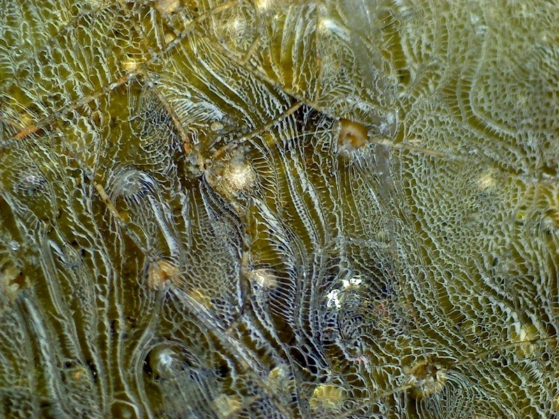 古陶瓷 汉代 晋代 三国 隋代  唐代 青瓷 网格纹 耳系 显微图片