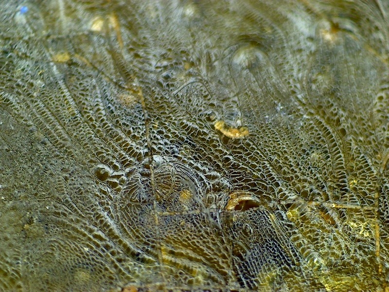 古陶瓷 汉代 晋代 三国 隋代  唐代 青瓷 网格纹 耳系 显微图片