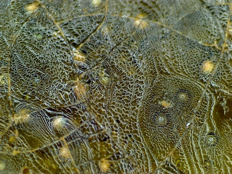 古陶瓷 汉代 晋代 三国 隋代  唐代 青瓷 网格纹 耳系 显微图片