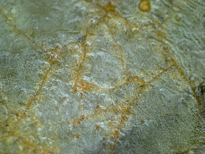 汉代 至  唐代 青瓷 网格纹 耳系 显微图片