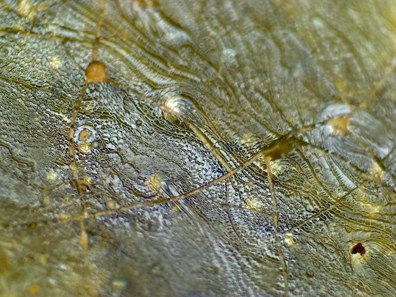 古陶瓷 汉代 晋代 三国 隋代  唐代 青瓷 网格纹 耳系 显微图片