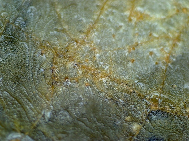 汉代 至  唐代 青瓷 网格纹 耳系 显微图片