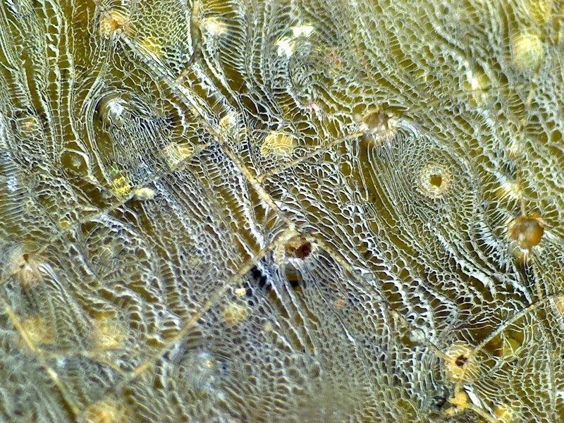 汉代 至  唐代 青瓷 网格纹 耳系 显微图片