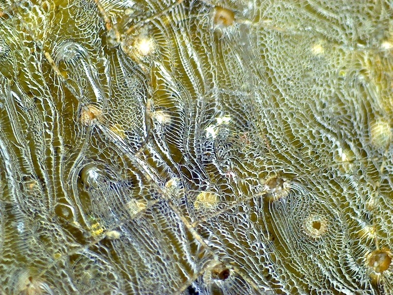 汉代 至  唐代 青瓷 网格纹 耳系 显微图片