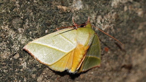  粉翠胎金洁，华胰光暗滋