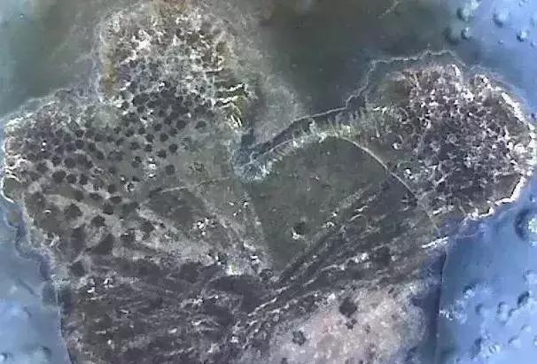 显微镜 观察 古陶瓷 釉面 表面 老化 痕迹 现象