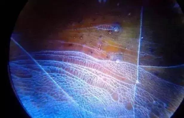 显微镜 观察 古陶瓷 釉面 表面 老化 痕迹 现象