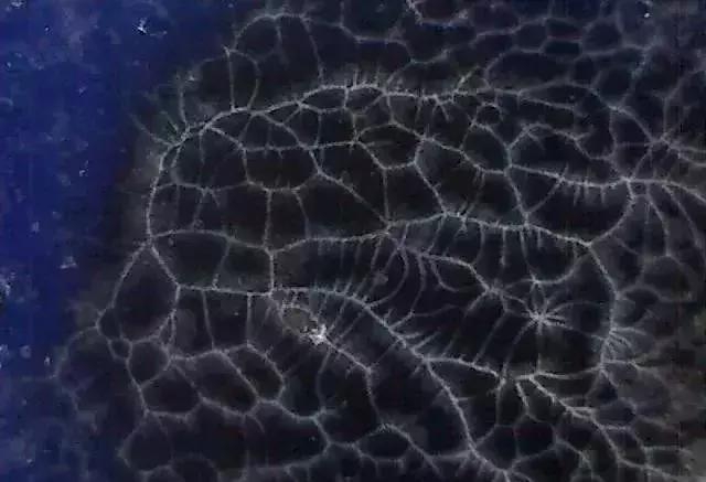 显微镜 观察 古陶瓷 釉面 表面 老化 痕迹 现象