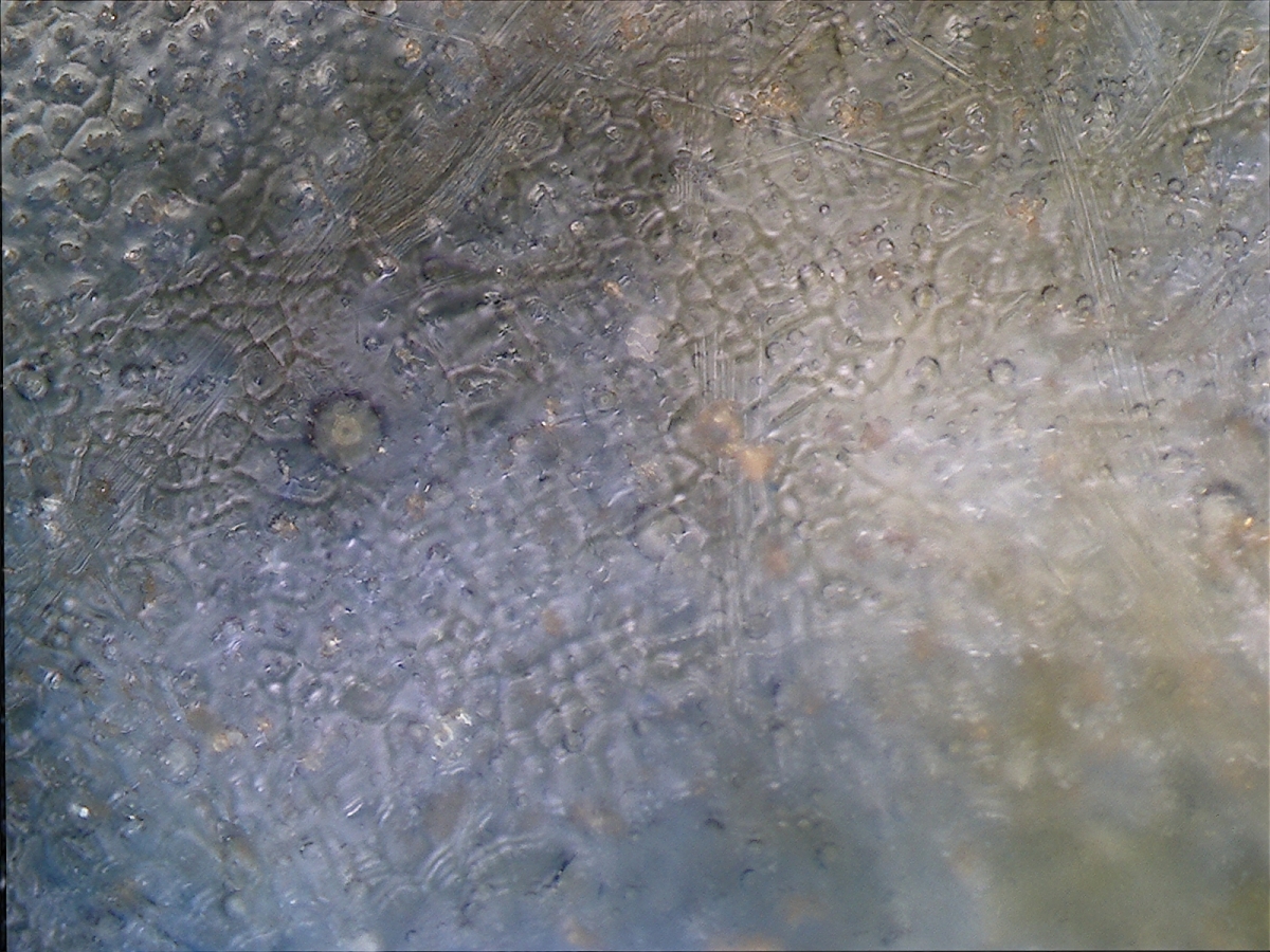 明代嘉靖年青花凤纹盖罐 NO.6624 显微