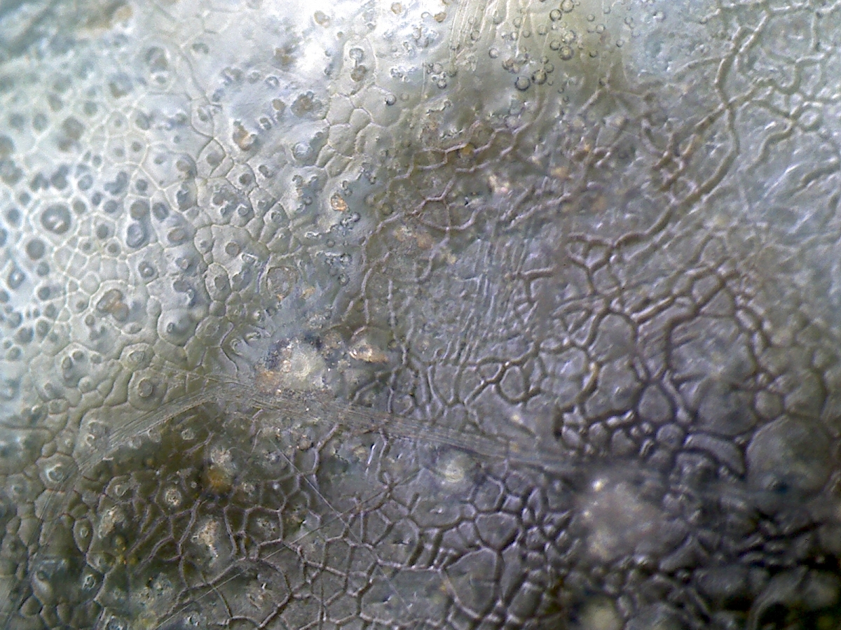 明代嘉靖年青花凤纹盖罐 NO.6624 显微