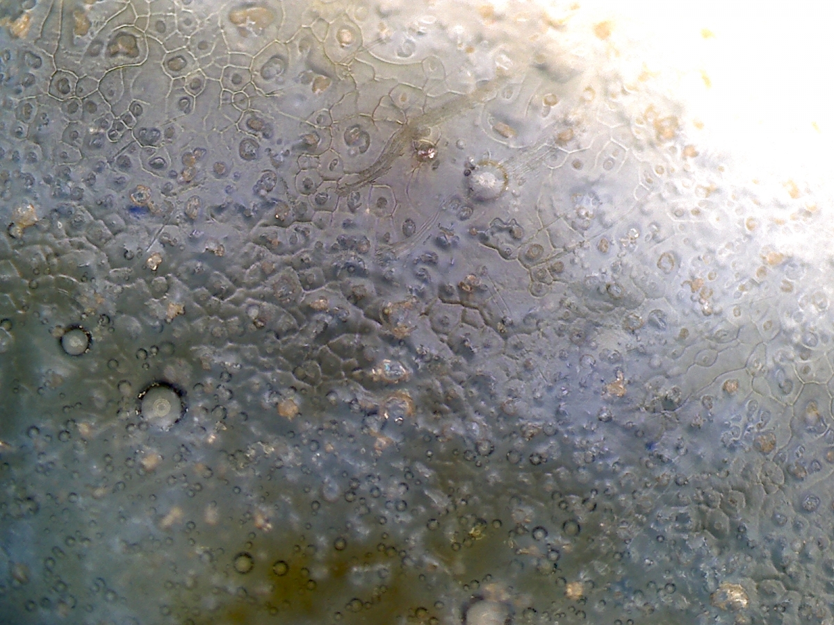 明代嘉靖年青花凤纹盖罐 NO.6624 显微