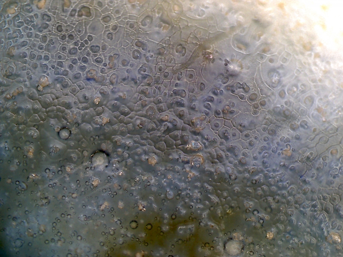 明代嘉靖年青花凤纹盖罐 NO.6624 显微