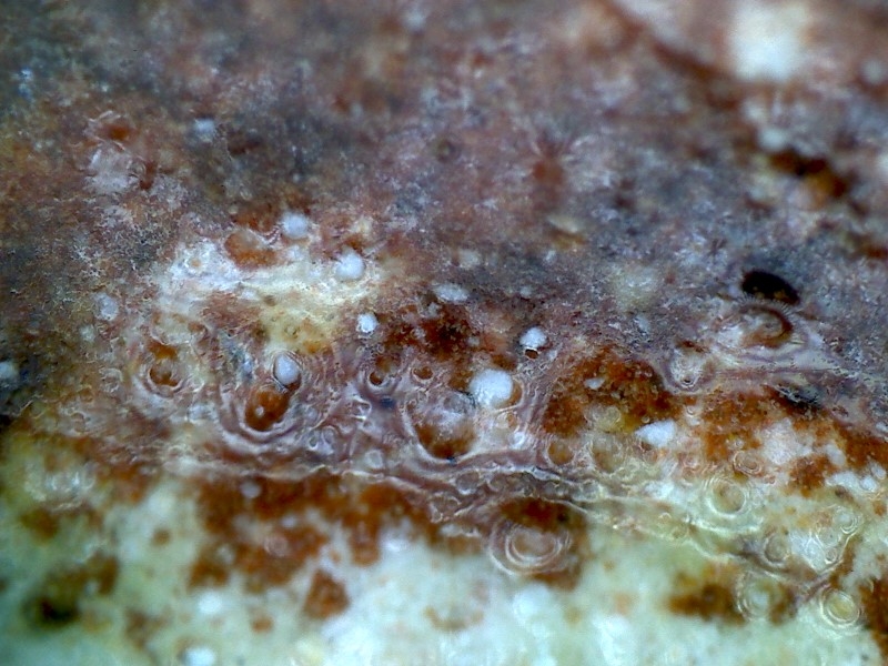 7335 宋代 绿釉 口哨 陶俑 显微012.jpg