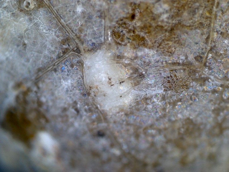 唐代 野猪 独角兽 尾巴 水沁 反铅 显微照片001.jpg