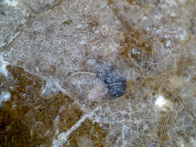 唐代 野猪 独角兽 尾巴 水沁 反铅 显微照片003.jpg