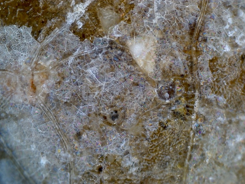 唐代 野猪 独角兽 尾巴 水沁 反铅 显微照片005.jpg