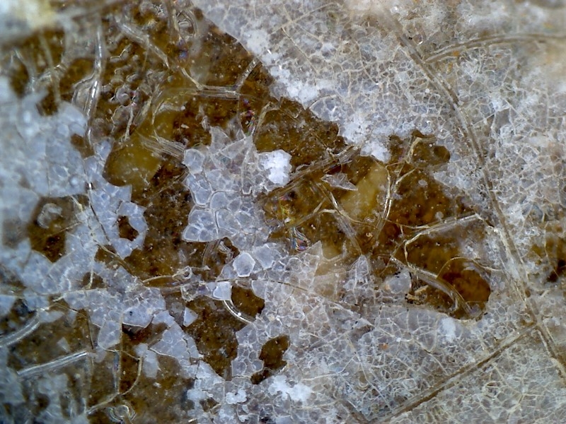 唐代 野猪 独角兽 尾巴 水沁 反铅 显微照片006.jpg