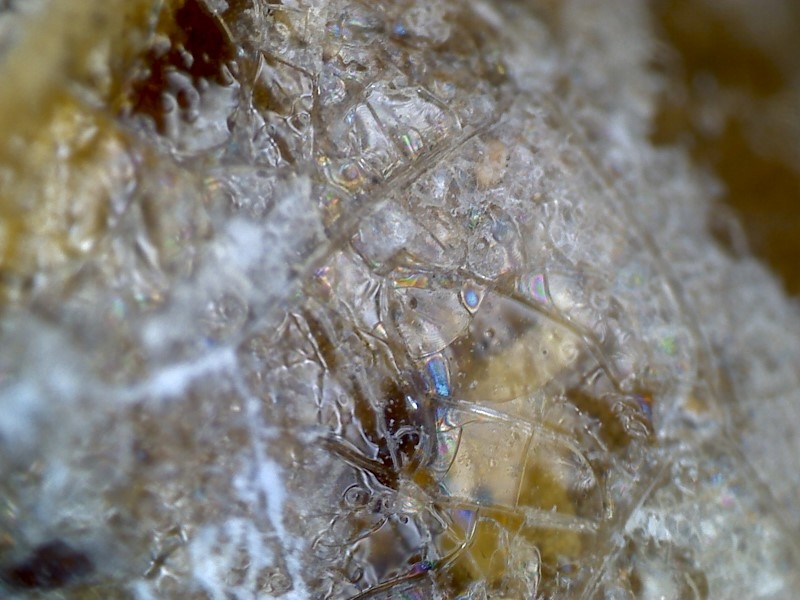 唐代 野猪 独角兽 尾巴 水沁 反铅 显微照片009.jpg