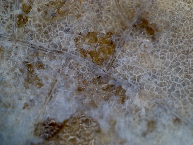 唐代 野猪 独角兽 尾巴 水沁 反铅 显微照片011.jpg