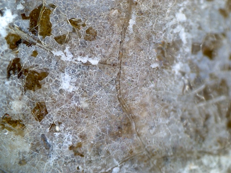 唐代 野猪 独角兽 尾巴 水沁 反铅 显微照片010.jpg