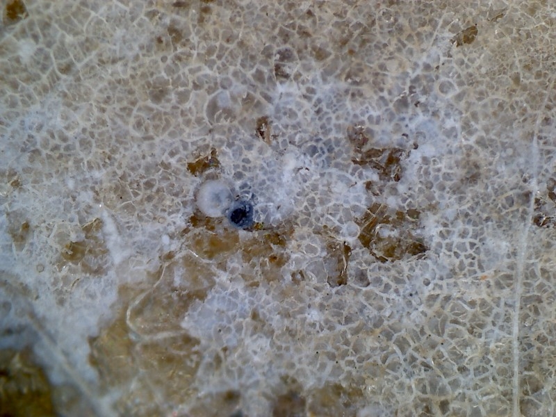 唐代 野猪 独角兽 尾巴 水沁 反铅 显微照片013.jpg