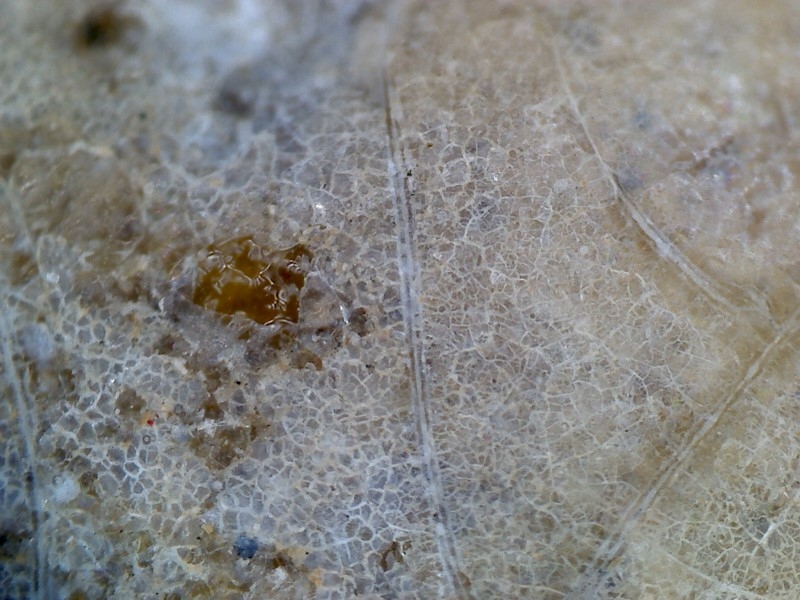 唐代 野猪 独角兽 尾巴 水沁 反铅 显微照片012.jpg