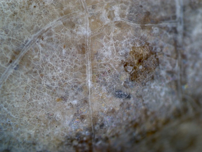 唐代 野猪 独角兽 尾巴 水沁 反铅 显微照片014.jpg