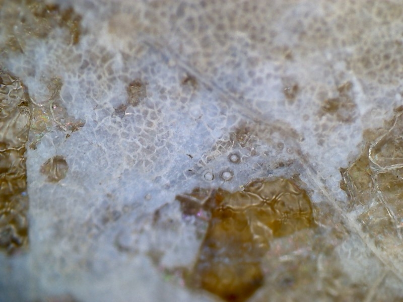 唐代 野猪 独角兽 尾巴 水沁 反铅 显微照片015.jpg