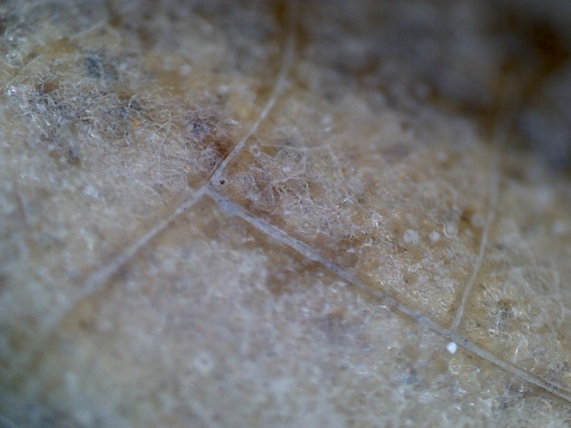 唐代 野猪 独角兽 尾巴 水沁 反铅 显微照片017.jpg