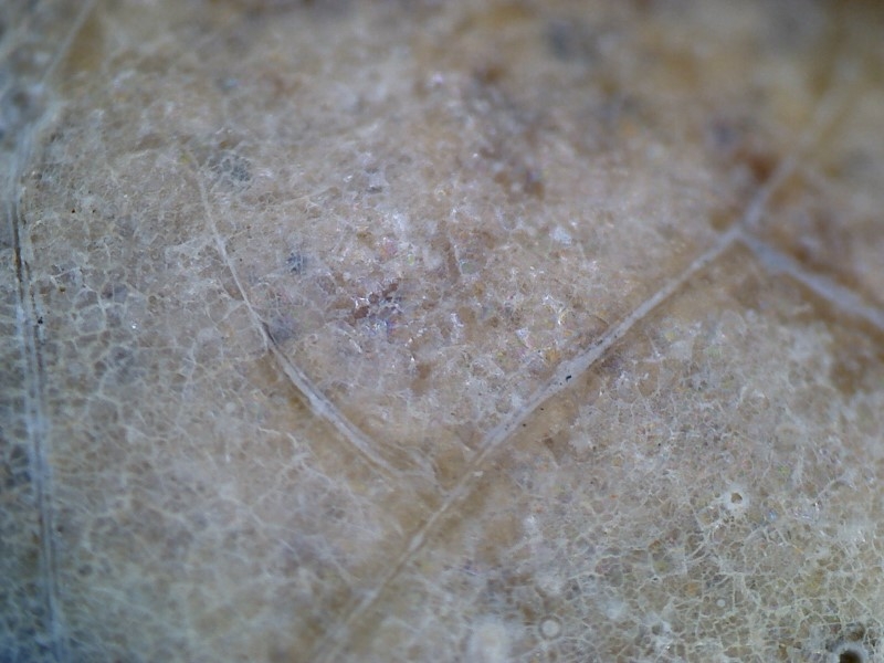 唐代 野猪 独角兽 尾巴 水沁 反铅 显微照片016.jpg