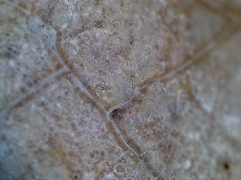 唐代 野猪 独角兽 尾巴 水沁 反铅 显微照片019.jpg