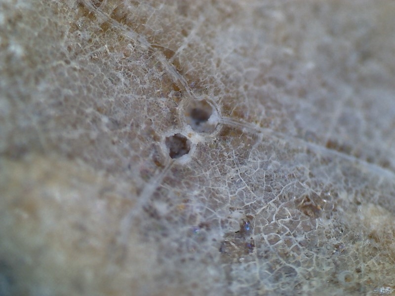 唐代 野猪 独角兽 尾巴 水沁 反铅 显微照片018.jpg