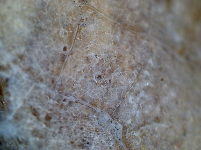 唐代 野猪 独角兽 尾巴 水沁 反铅 显微照片020.jpg