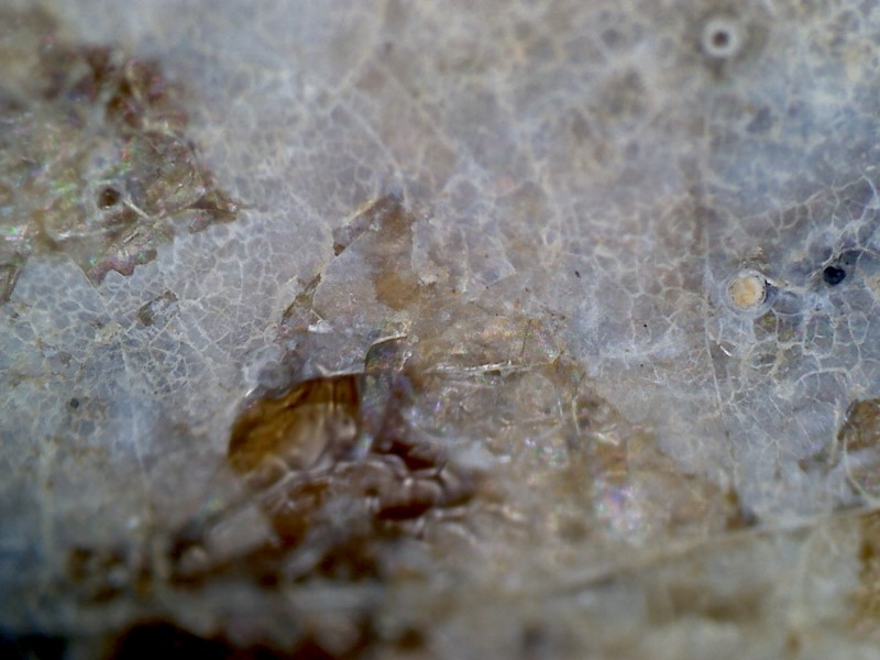 唐代 野猪 独角兽 尾巴 水沁 反铅 显微照片022.jpg