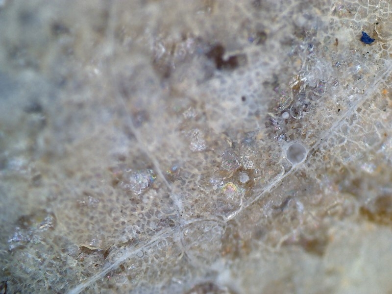 唐代 野猪 独角兽 尾巴 水沁 反铅 显微照片023.jpg