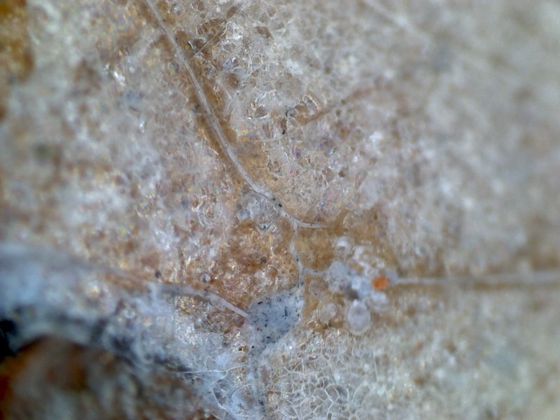 唐代 野猪 独角兽 尾巴 水沁 反铅 显微照片025.jpg