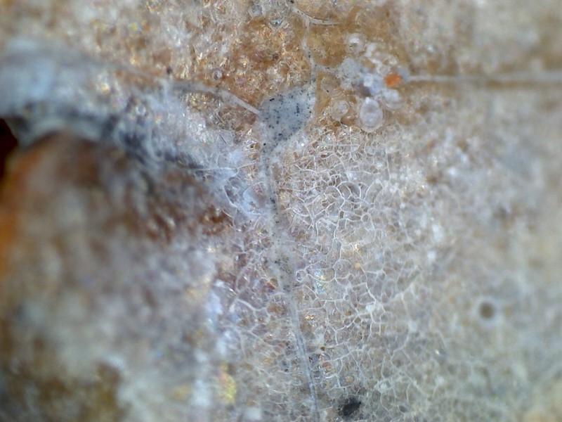 唐代 野猪 独角兽 尾巴 水沁 反铅 显微照片024.jpg