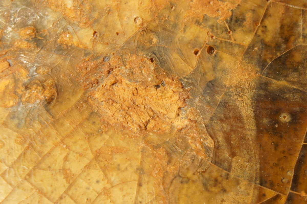 汉代青瓷微距照片 显微照片 高清图片 古陶瓷鉴定 古陶瓷收藏 俨唐古瓷馆 古陶瓷博物馆 四川博物馆 成都博物 ...