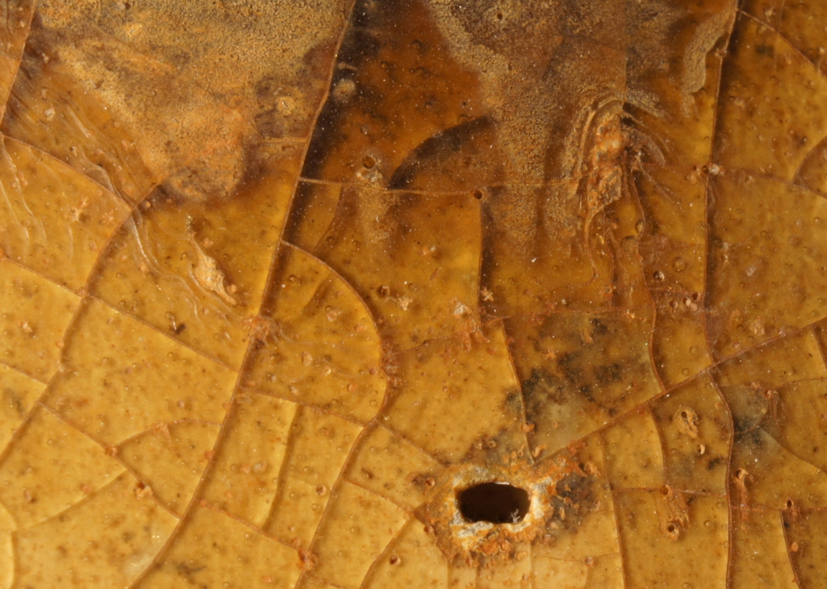 汉代青瓷微距照片 显微照片 高清图片 古陶瓷鉴定 古陶瓷收藏 俨唐古瓷馆 古陶瓷博物馆 四川博物馆 成都博物 ...