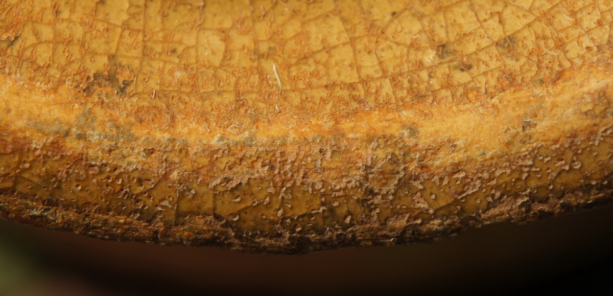 汉代青瓷微距照片 显微照片 高清图片 古陶瓷鉴定 古陶瓷收藏 俨唐古瓷馆 古陶瓷博物馆 四川博物馆 成都博物 ...